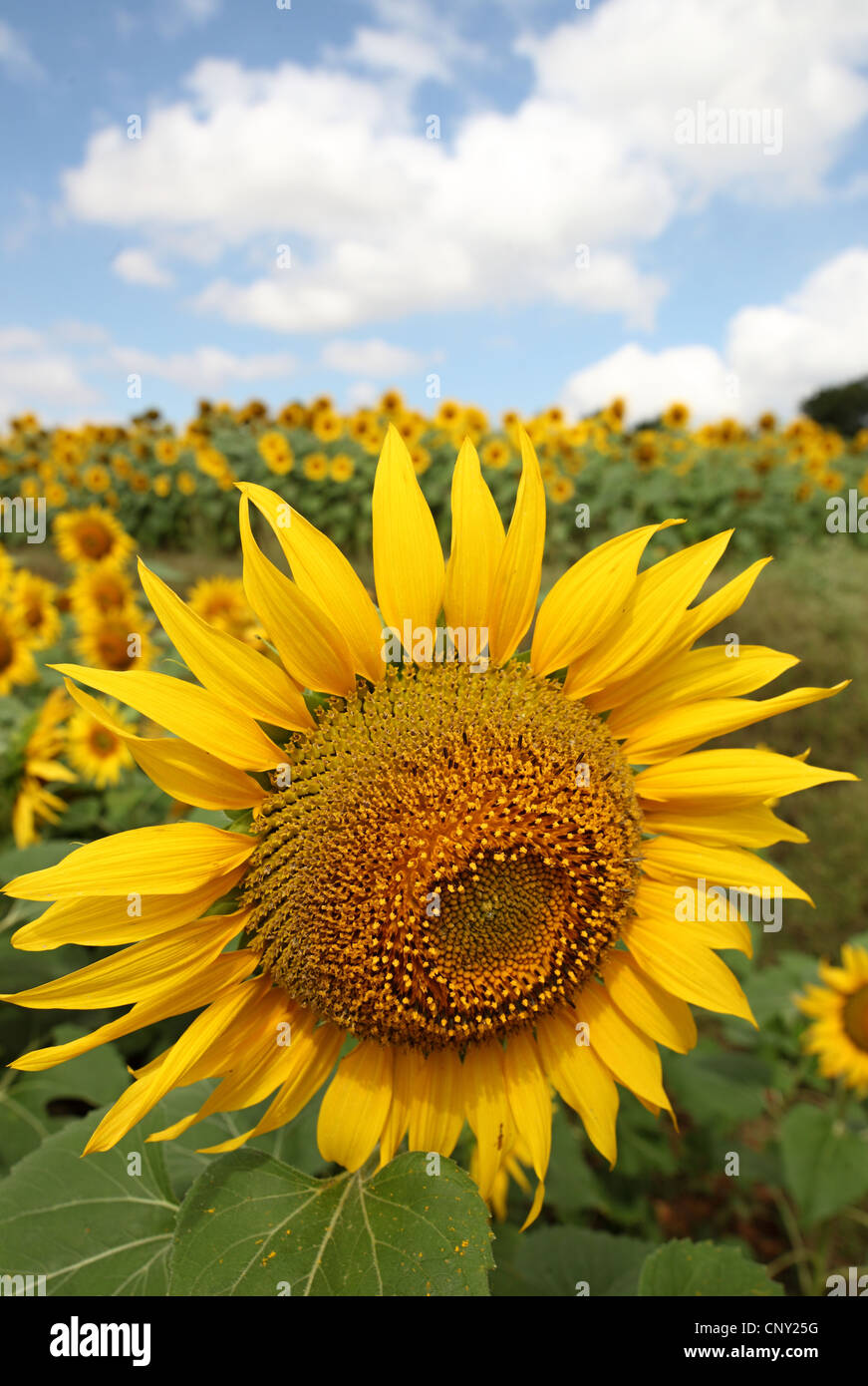 Sunflower field in South India Stock Photo Alamy