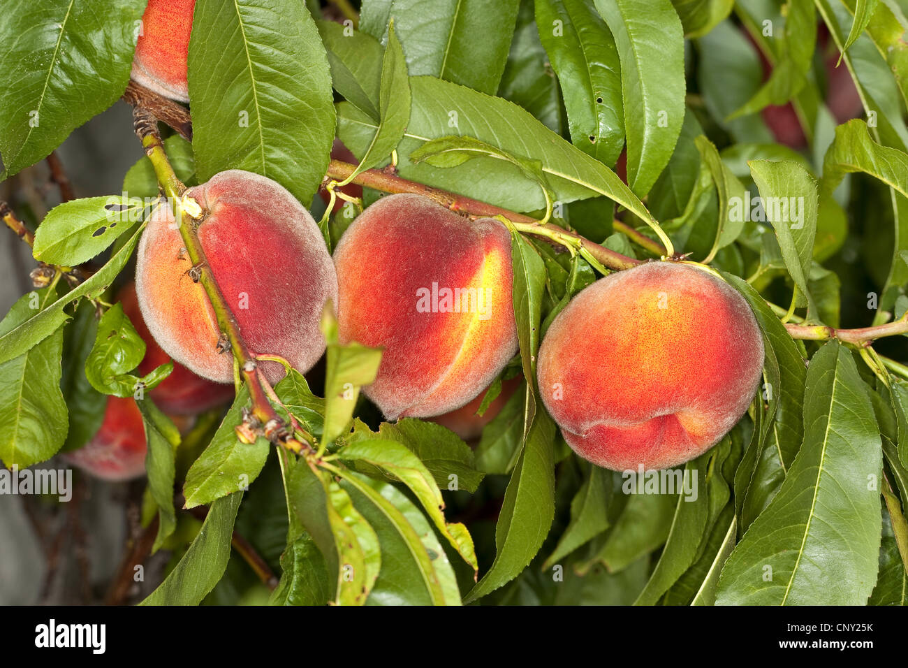 peach (Prunus persica var. persica), peaches on a branch Stock Photo