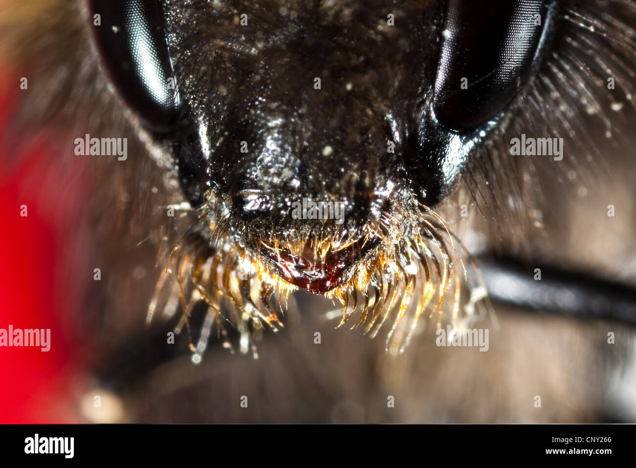 bumble bee (Bombus terrestris oder Bombus lucorum), portrait with the maxillae folded out, Germany Stock Photo