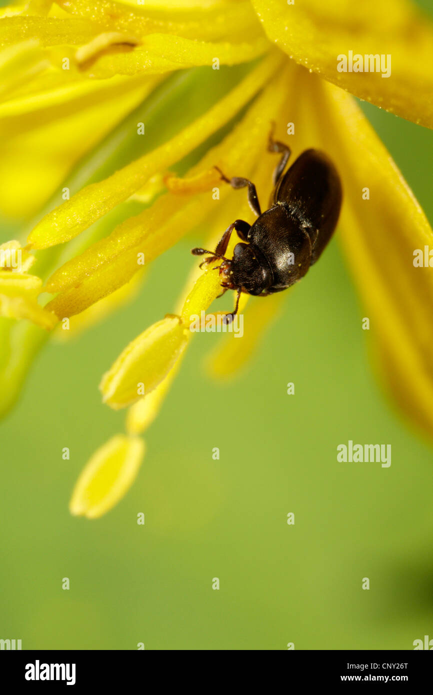 sap beetles, sapfeeding beetles (Nitidulidae), feeding on greater