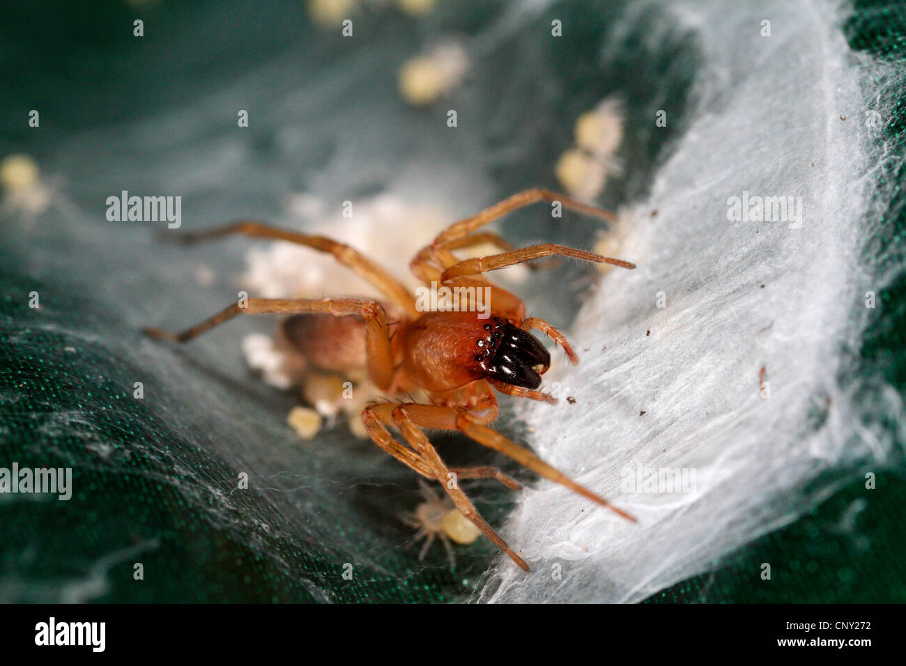 Harpactea rubicunda (Harpactea rubicunda), with spiderlings, Germany, Bavaria Stock Photo