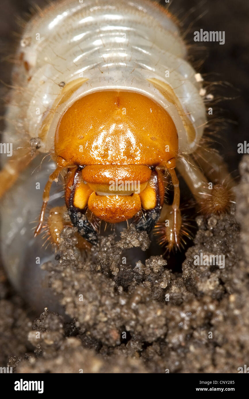 common cockchafer, maybug (Melolontha melolontha), portrait of a larva in soil ground, Germany Stock Photo