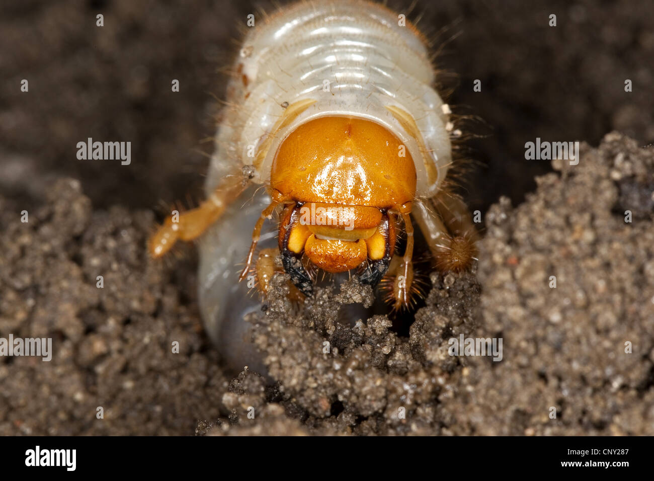 common cockchafer, maybug (Melolontha melolontha), portrait of a larva in soil ground, Germany Stock Photo
