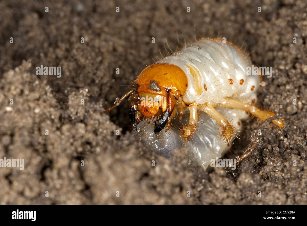 common cockchafer, maybug (Melolontha melolontha), larva in soil ground, Germany Stock Photo