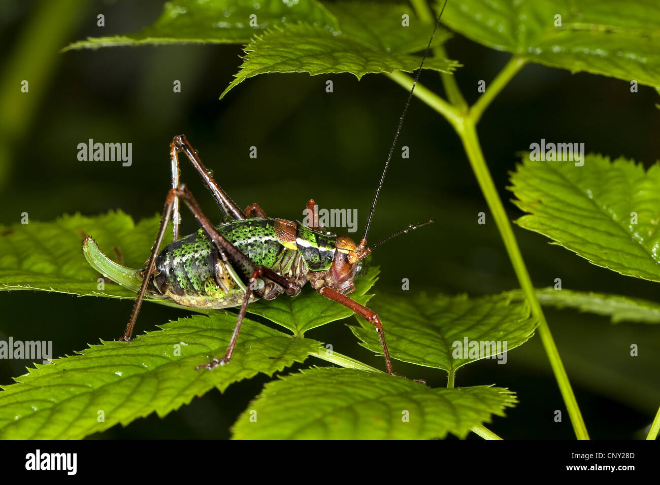 Eastern sawtailed bushcricket (Barbitistes constrictus), sitting on a leave Stock Photo