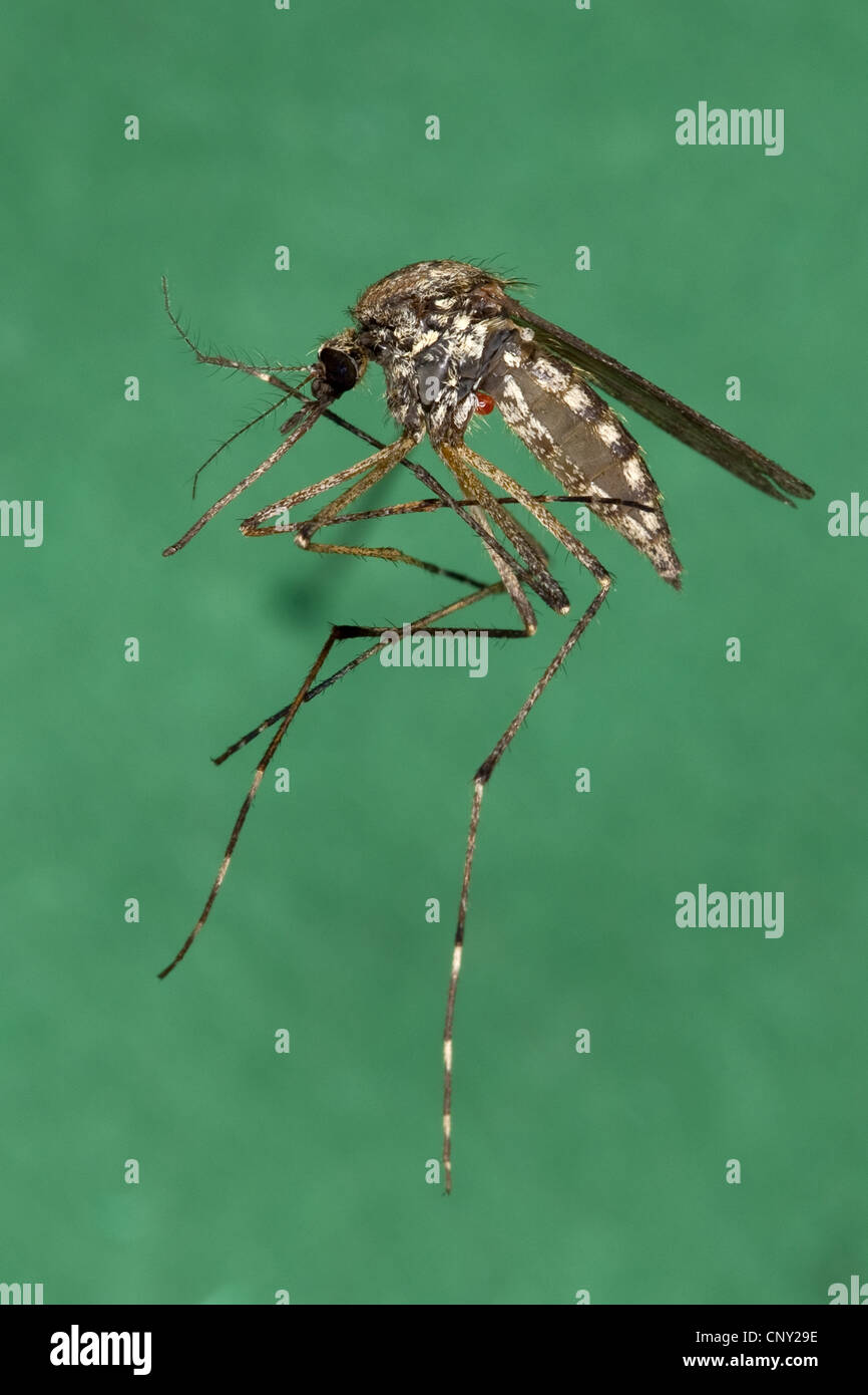 Mosquito, Gnat (Aedes cf. vexans), female, Germany Stock Photo Alamy