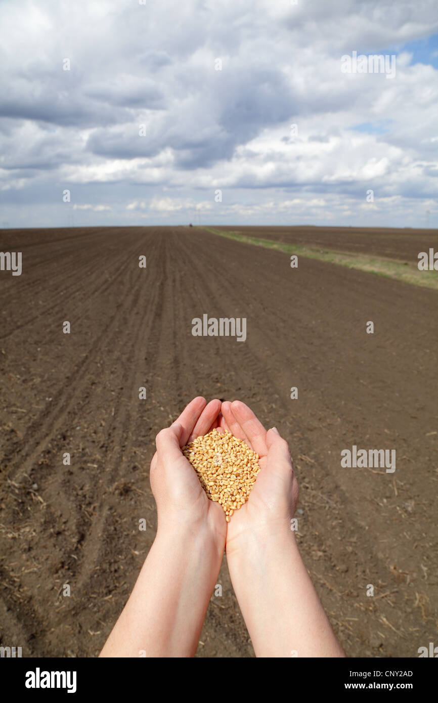 Human hands with wheat seed and field ready for sowing Stock Photo