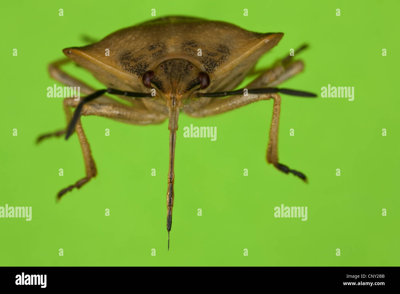 stink bug (Carpocoris fuscispinus), front view with the proboscis clearly recognizable Stock Photo