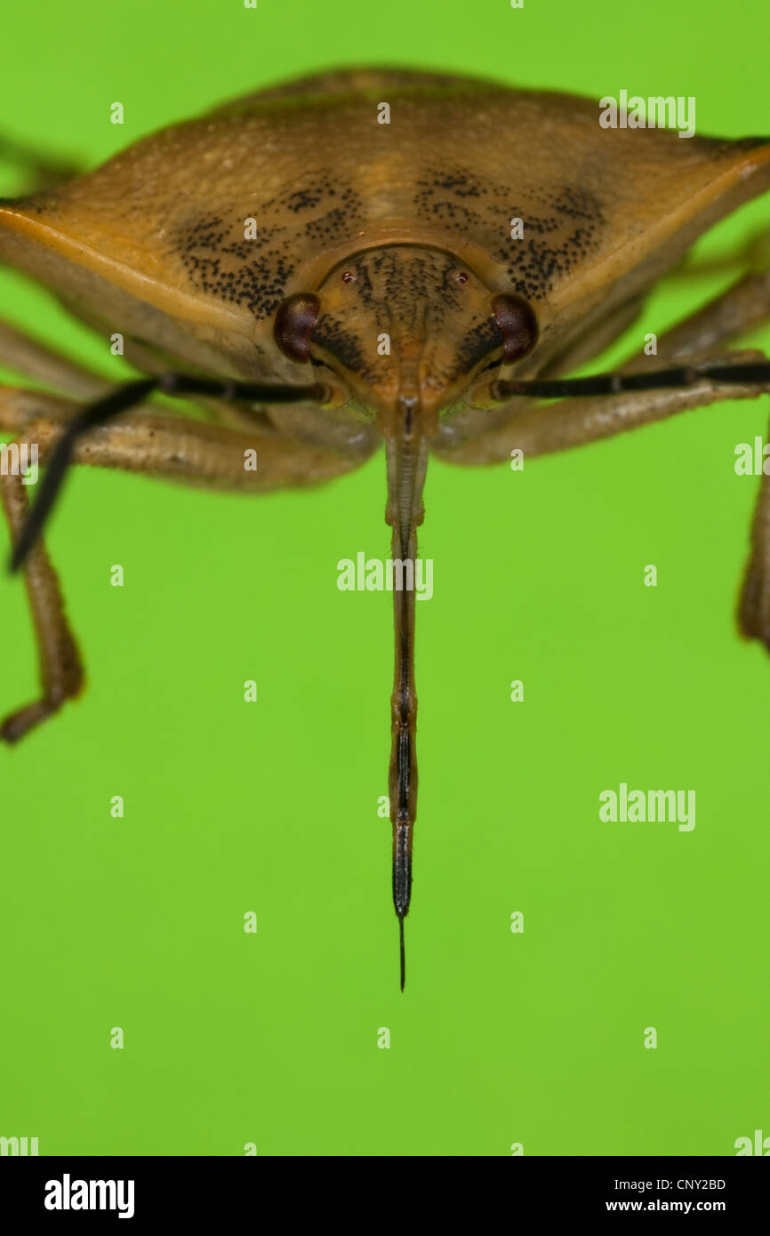 stink bug (Carpocoris fuscispinus), front view with the proboscis clearly recognizable Stock Photo