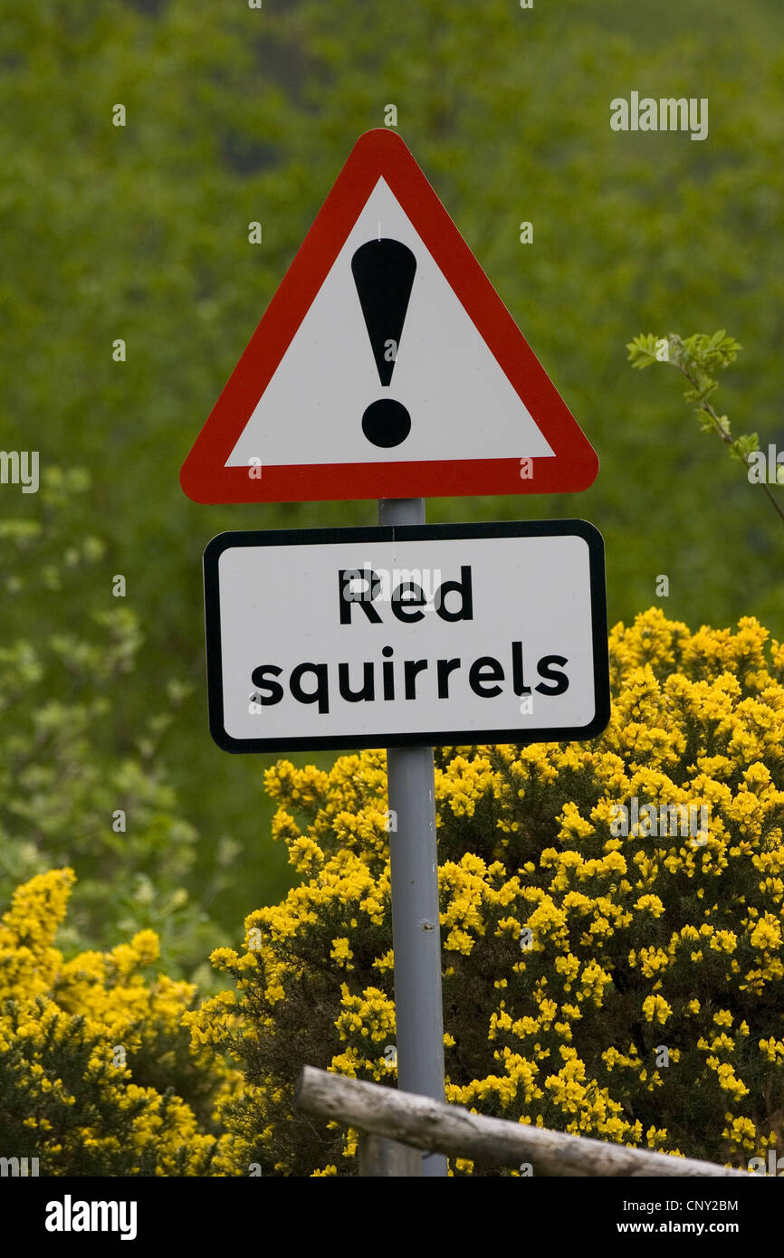 European red squirrel, Eurasian red squirrel (Sciurus vulgaris), Signs warning of red squirrels crossing road, United Kingdom, Scotland Stock Photo