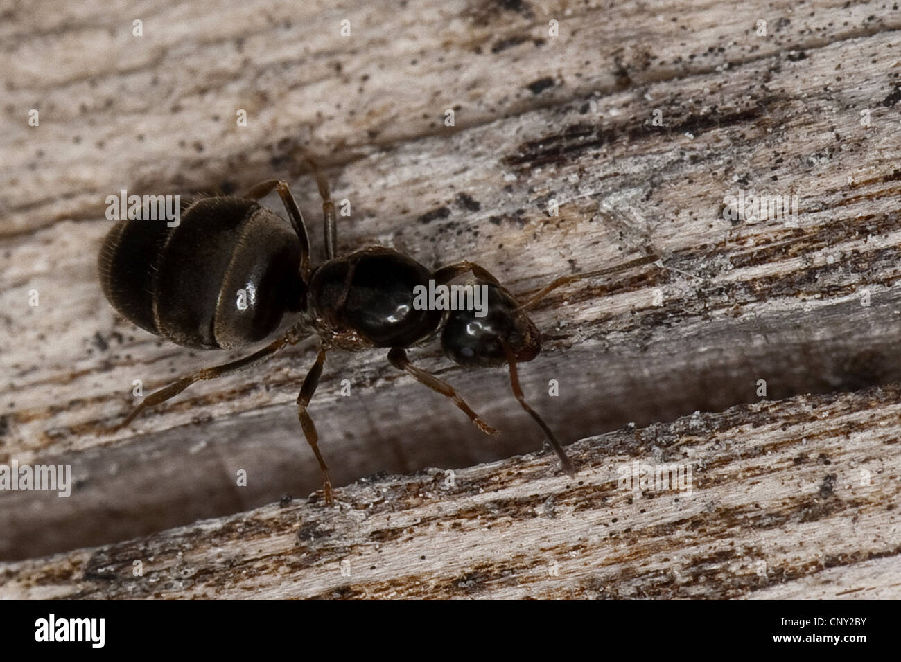 Black ants queen hires stock photography and images Alamy
