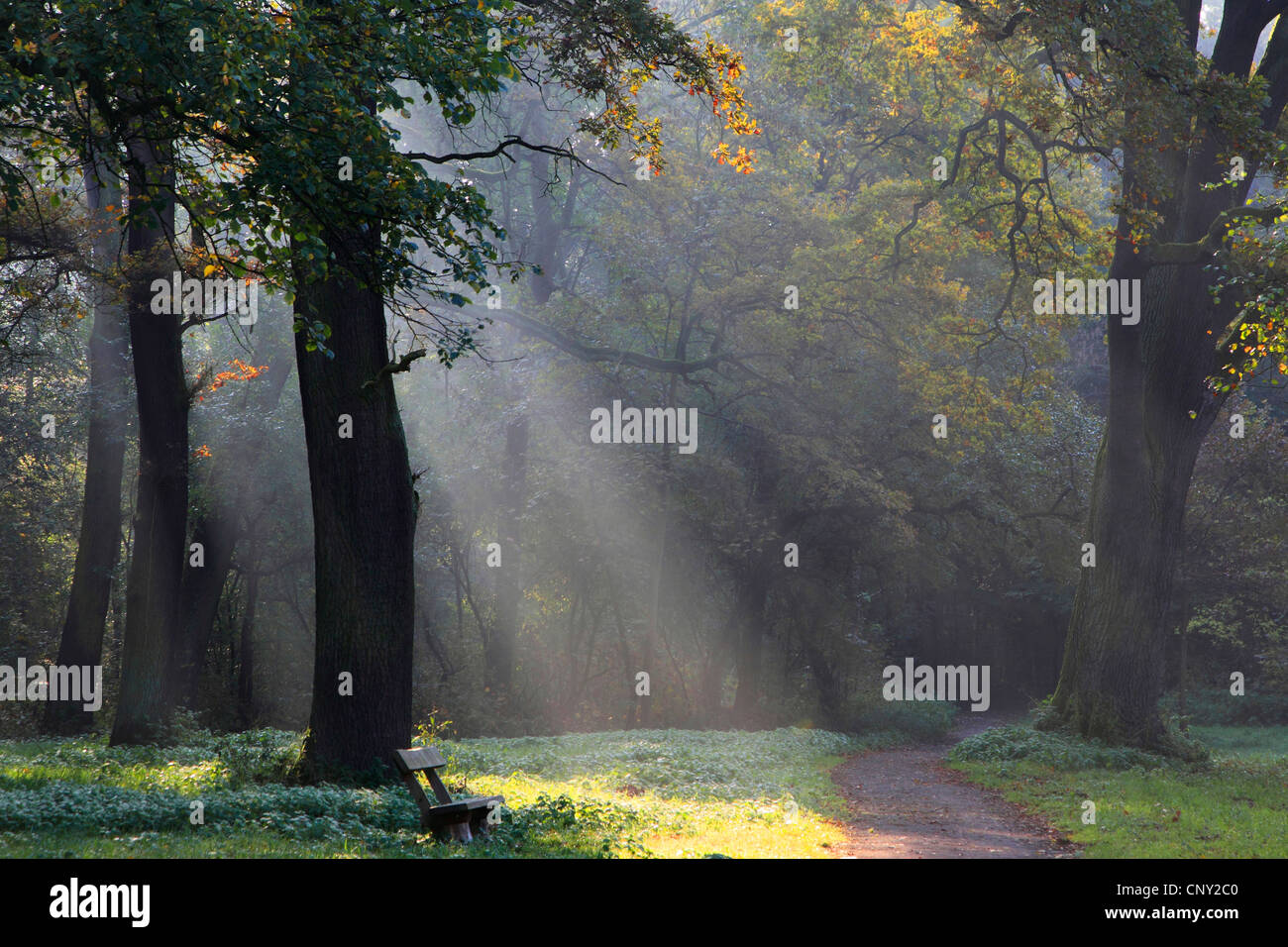 sun beams in autumn forest, Germany Stock Photo