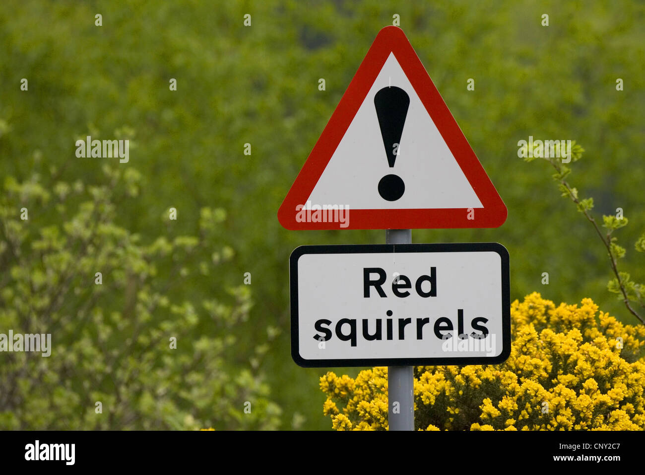 European red squirrel, Eurasian red squirrel (Sciurus vulgaris), Signs warning of red squirrels crossing road, United Kingdom, Scotland Stock Photo