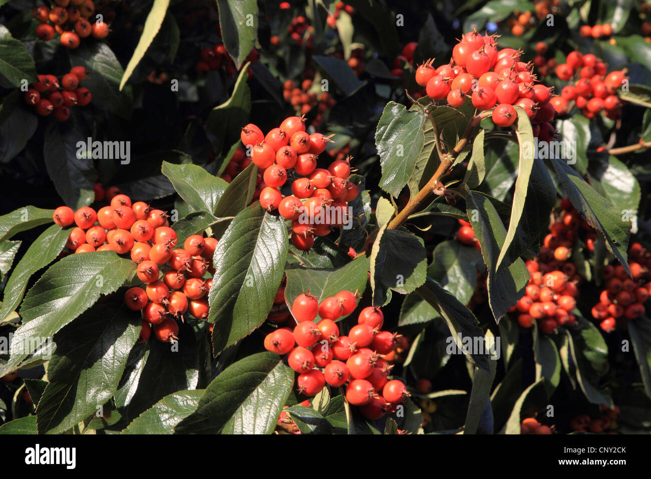 Photinia (Photinia villosa), fruiting branches Stock Photo