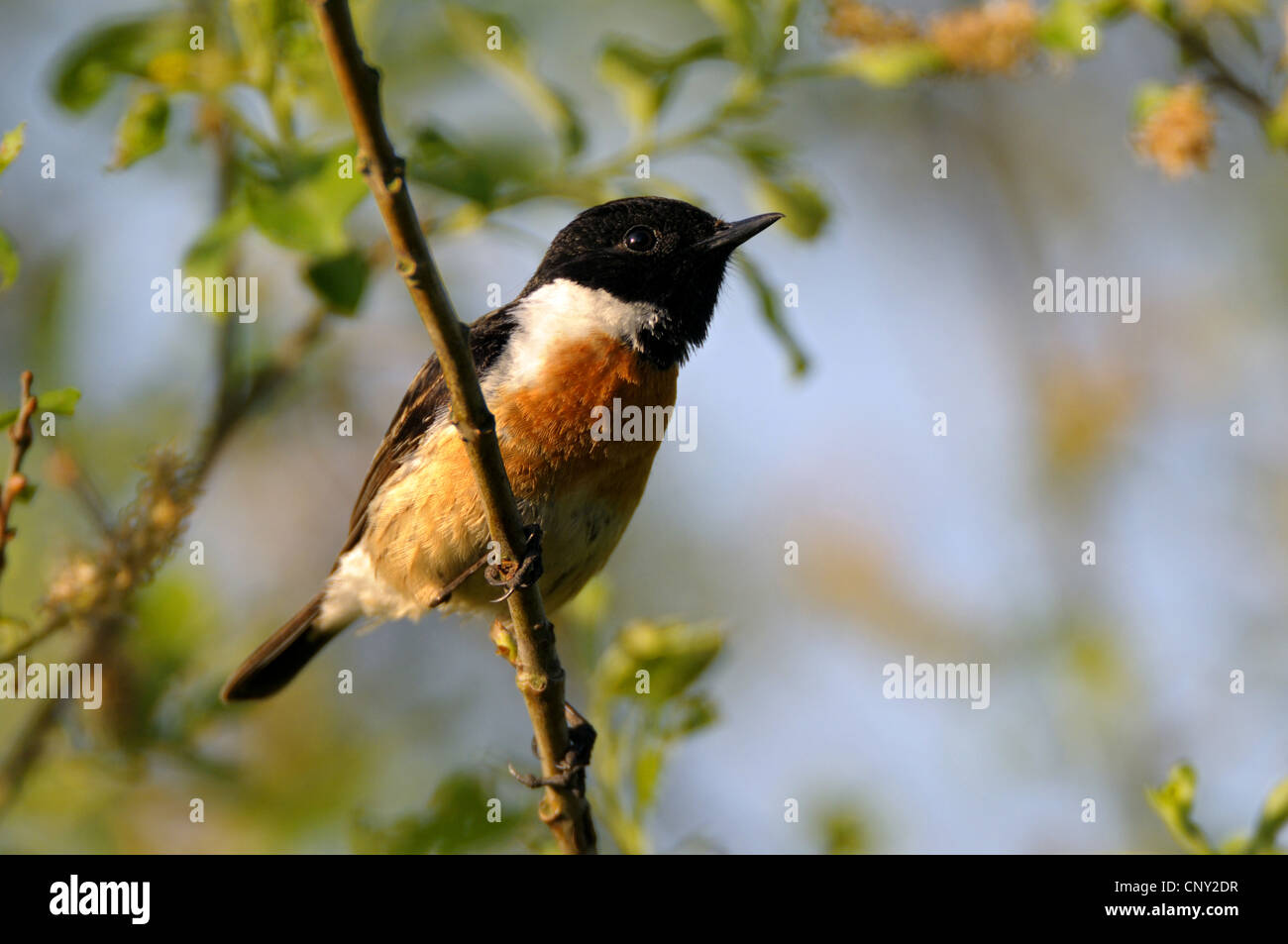 Breeding Stonechat High Resolution Stock Photography and Images - Alamy