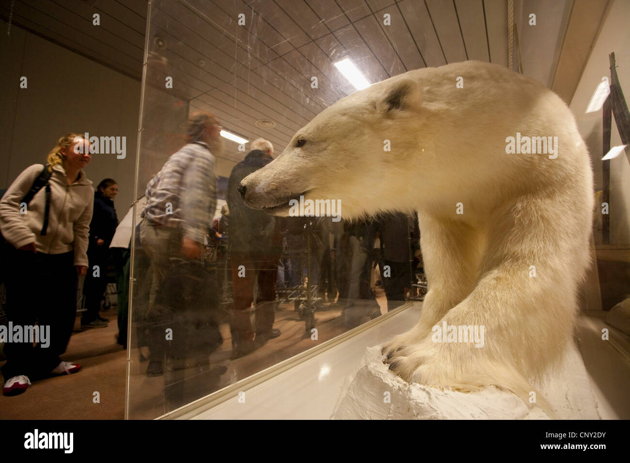 polar bear (Ursus maritimus), stuffed and cased at Longyearbyen airport, Norway, Svalbard Stock Photo