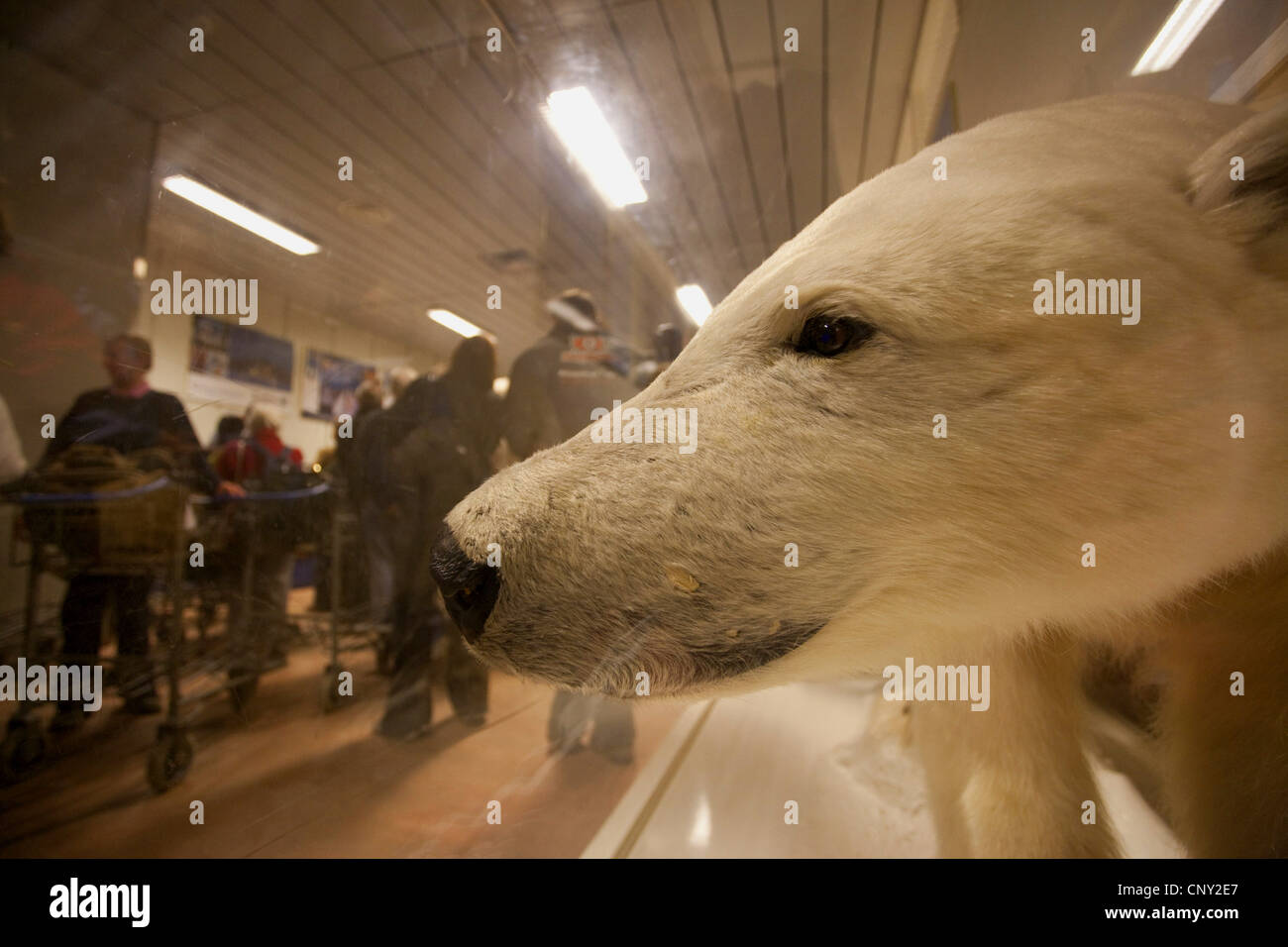 polar bear (Ursus maritimus), stuffed and cased at Longyearbyen airport, Norway, Svalbard Stock Photo