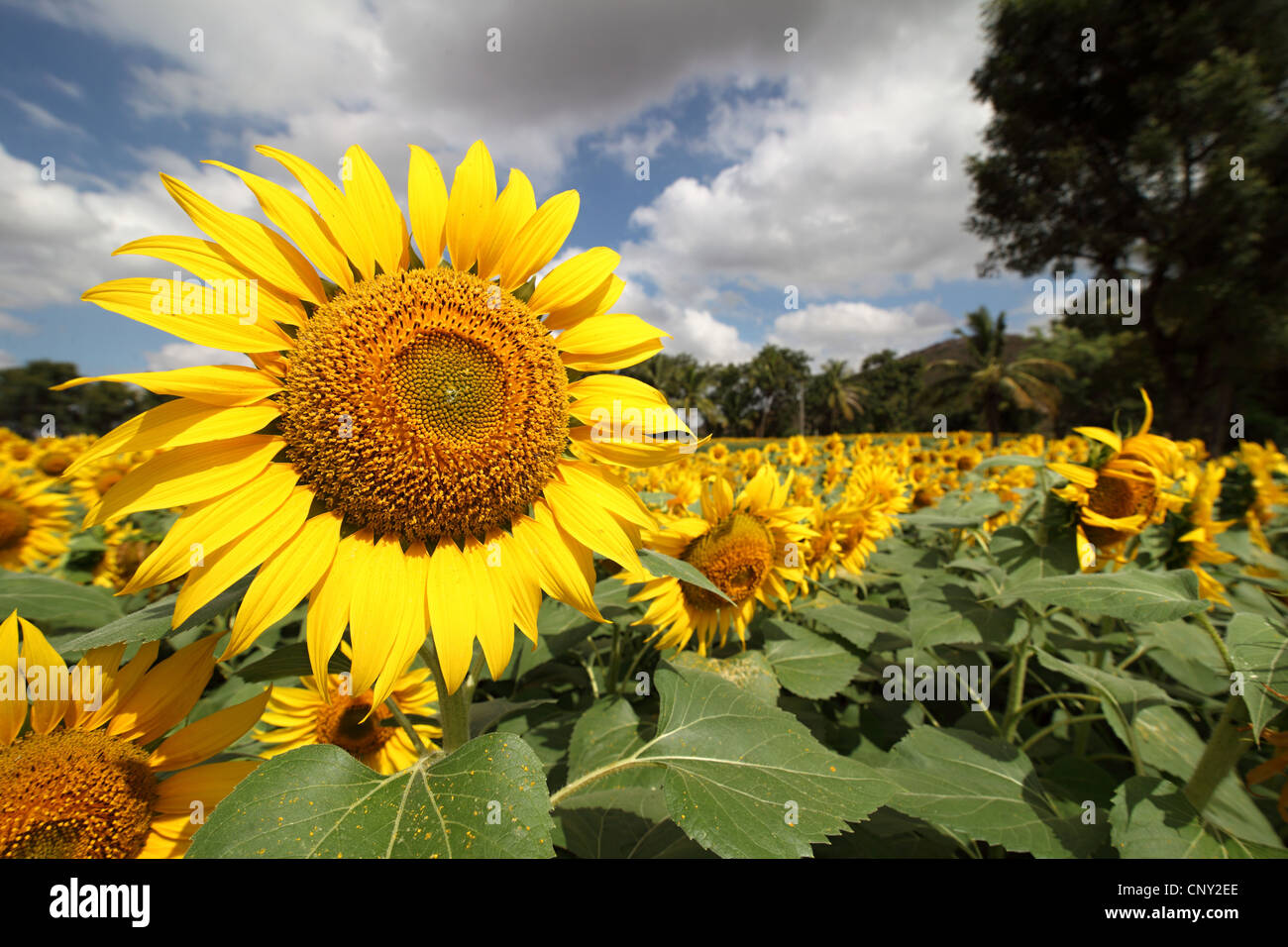 Sunflower field in South India Stock Photo Alamy