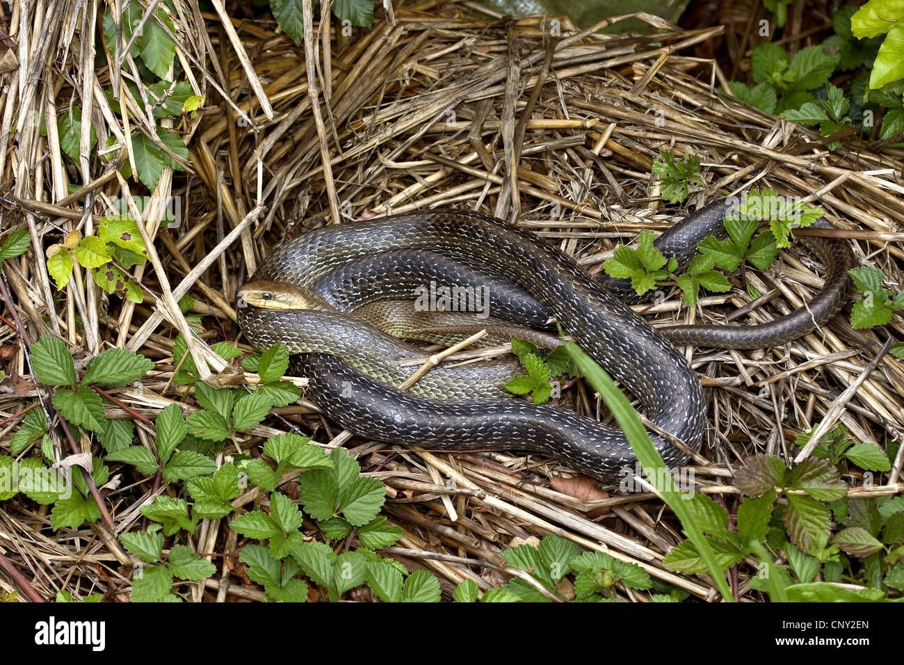 Aesculapian snake (Elaphe longissima, Zamenis longissimus), lying on the ground, Germany Stock Photo