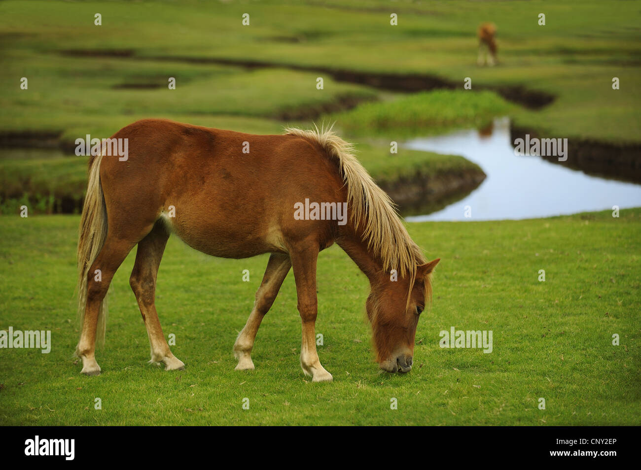 domestic horse (Equus przewalskii f. caballus), pony  grazing near the meltwater inlet of Lac de Nino , France, Corsica Stock Photo