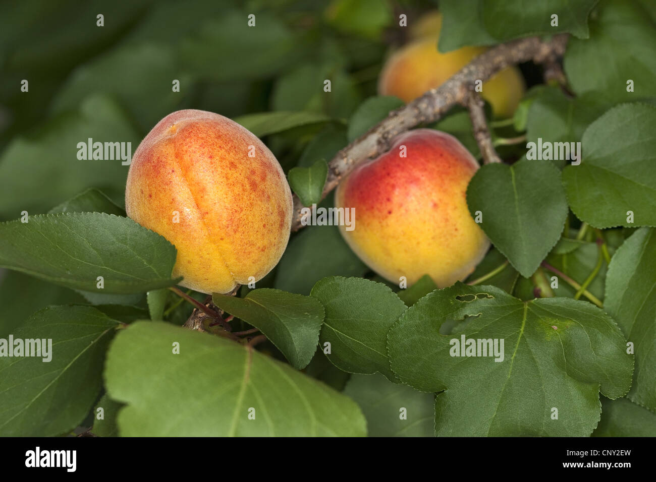 apricot tree (Prunus armeniaca), apricots on a branch Stock Photo Alamy