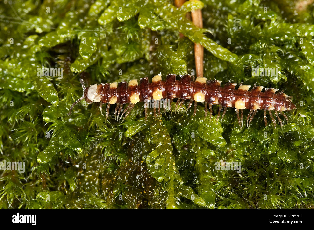 Flat millepede, Flat-backed millepede (Polydesmus collaris), creeping on moss Stock Photo