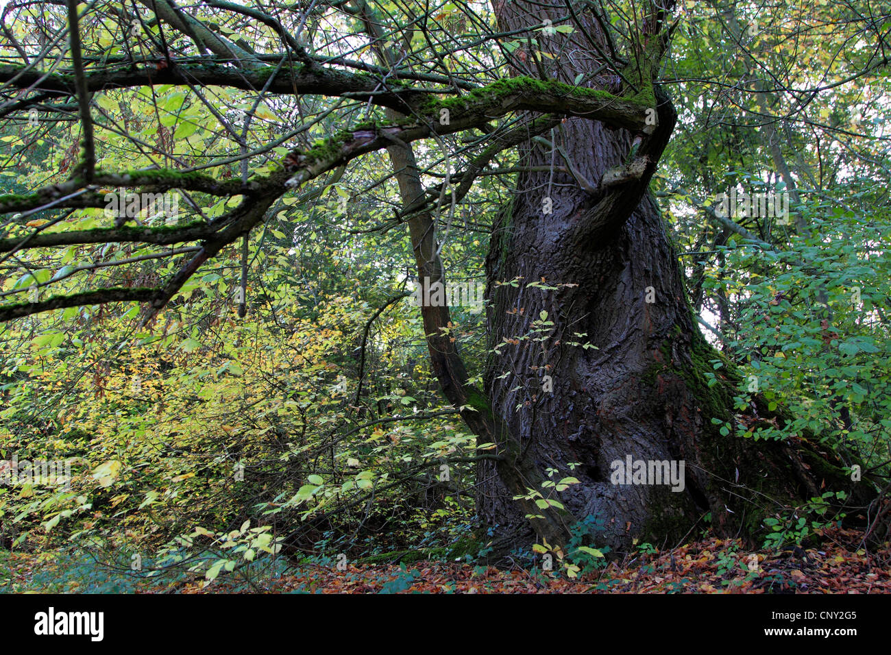 Scotch elm, Wych elm (Ulmus glabra, Ulmus scabra), trunk in floodplain forests in autumn, Germany Stock Photo