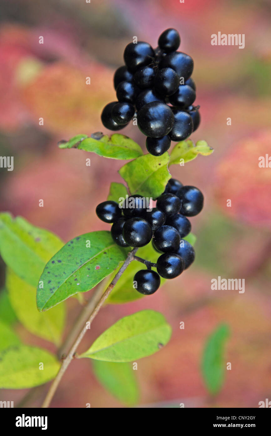 common privet, golden privet, wild privet, prim, European privet (Ligustrum vulgare), fruiting, Germany Stock Photo