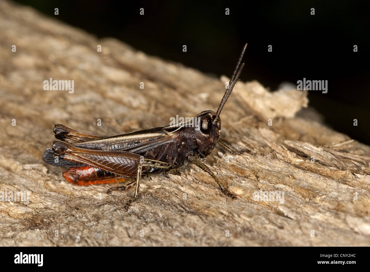 Woodland grasshopper (Omocestus rufipes, Omocestus ventralis), sitting on wood, Germany Stock Photo