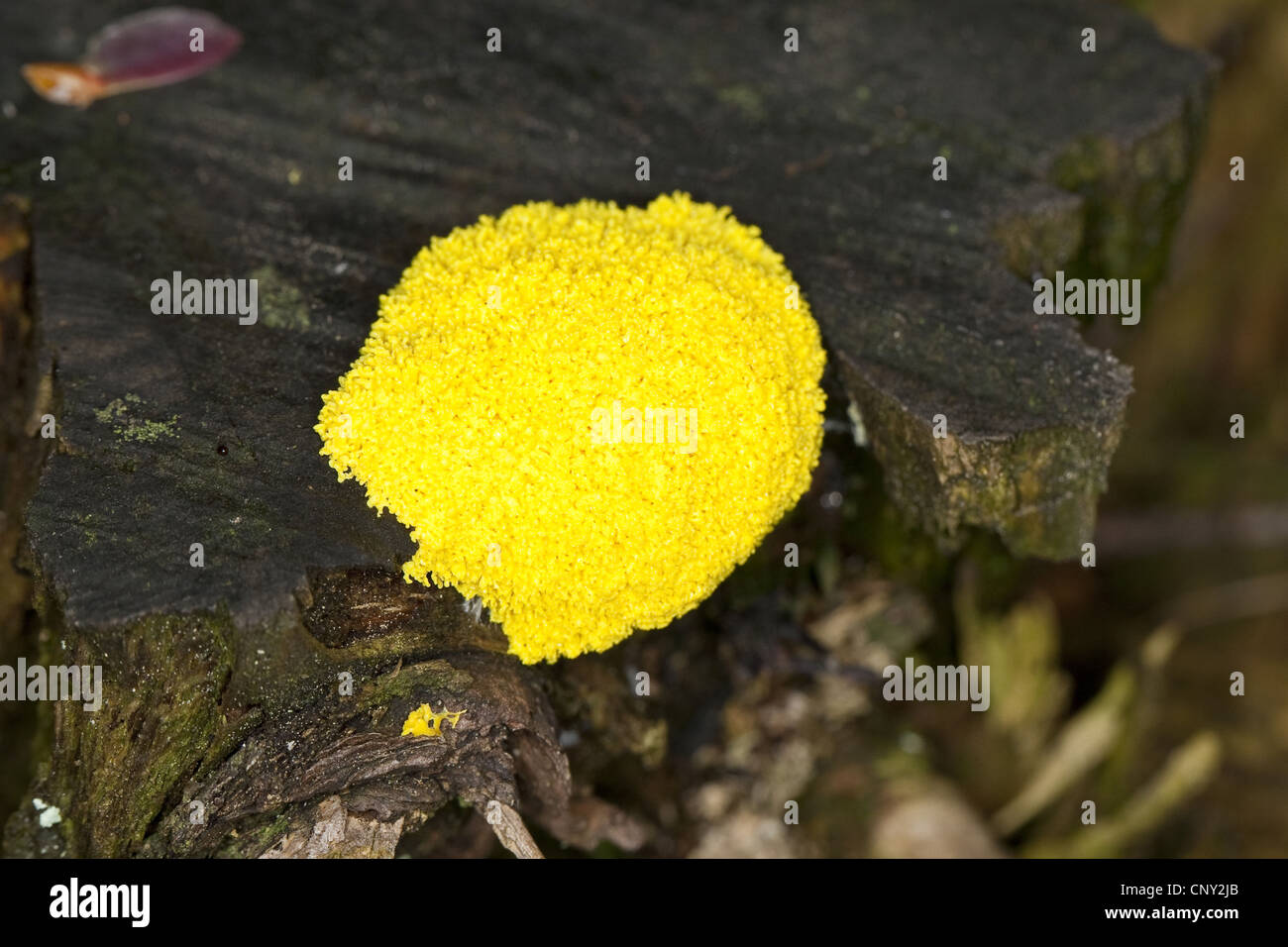 Sulphur Slime Fungus (Fuligo septica), slime mould on dead wood, Germany Stock Photo