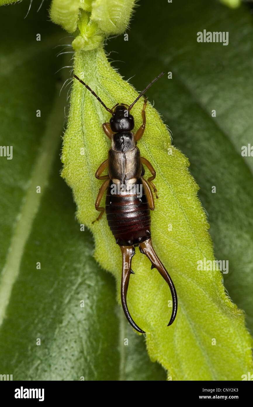 common earwig, European earwig (Forficula auricularia), male with long cercus at the abdomen sitting on a leave, Germany Stock Photo