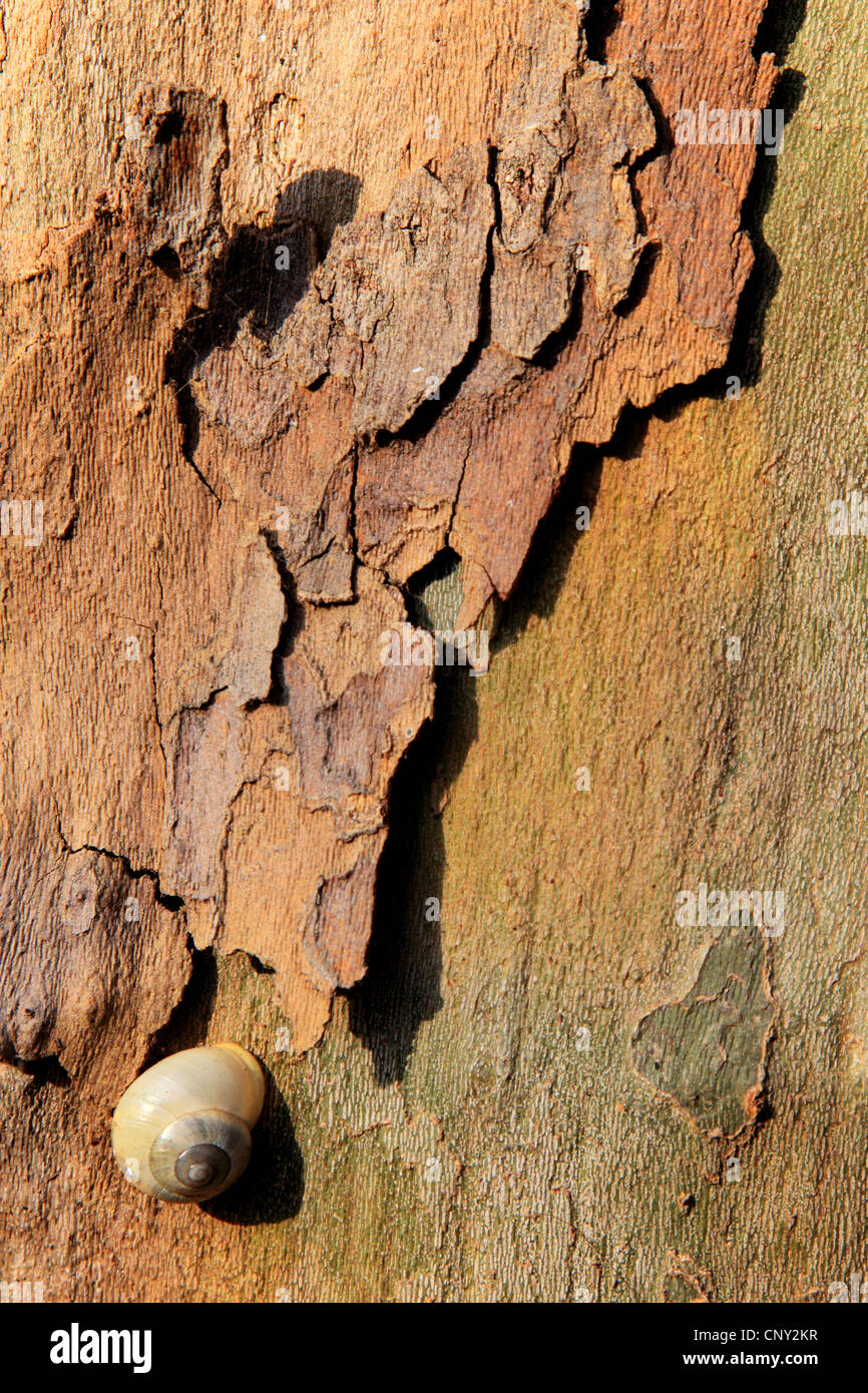 European plane, maple-leaved plane, London plane, London planetree (Platanus hispanica, Platanus x hybrida, Platanus hybrida, Platanus acerifolia), bark with snail, Germany Stock Photo