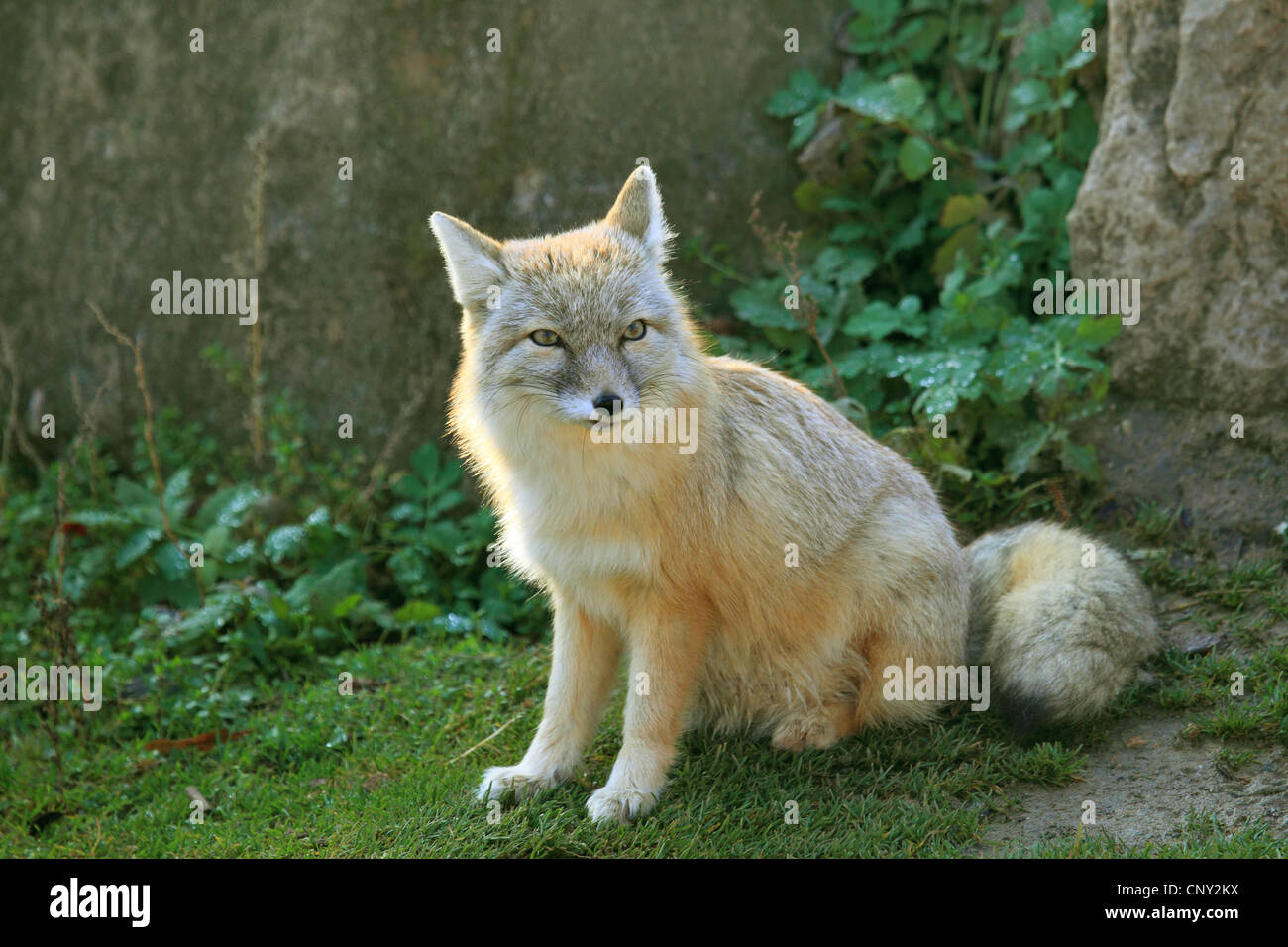 Corsac fox (Vulpes corsac), sitting in meadow Stock Photo