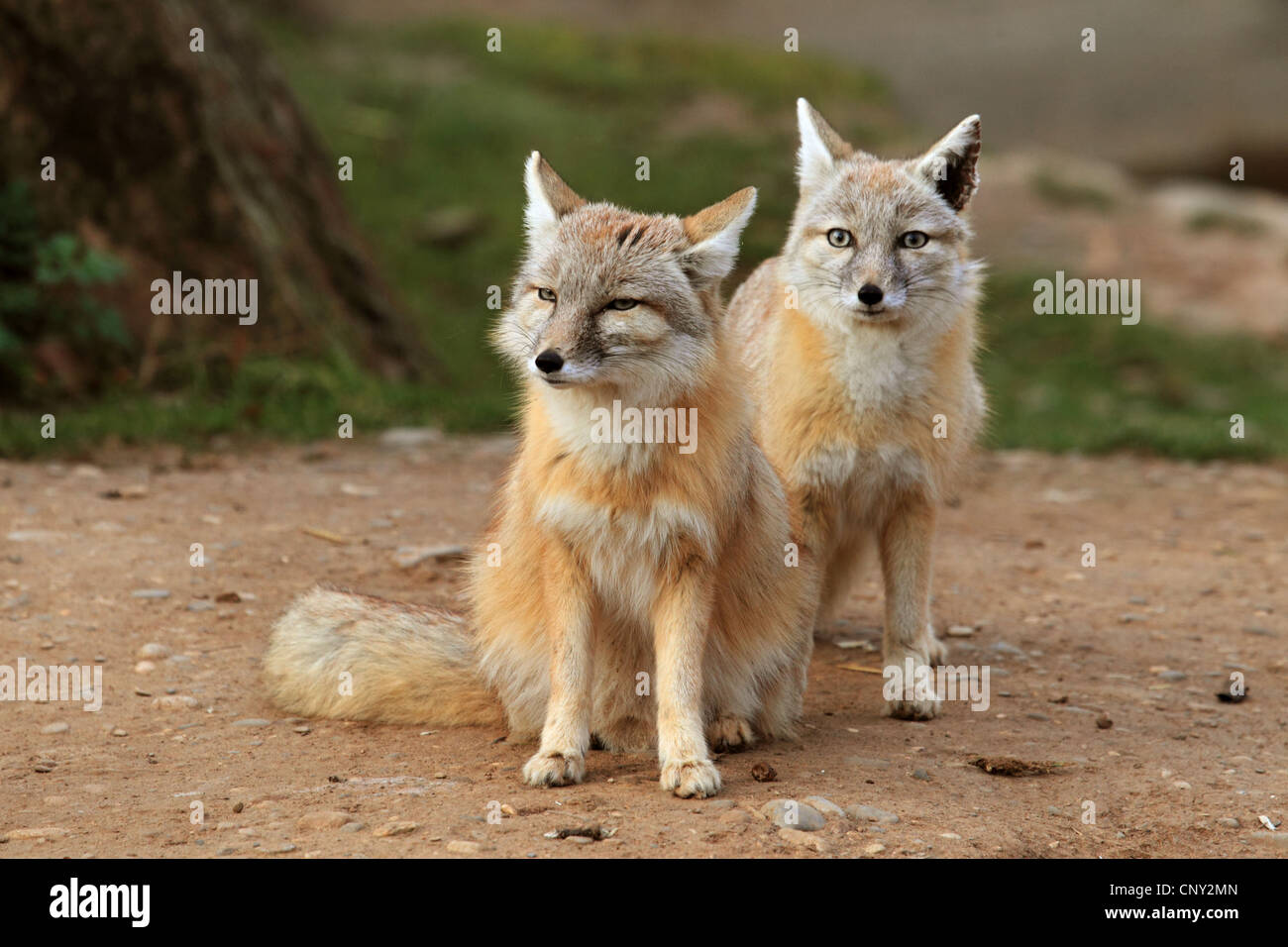 Corsac fox (Vulpes corsac), two steppe foxes sitting side by side Stock Photo