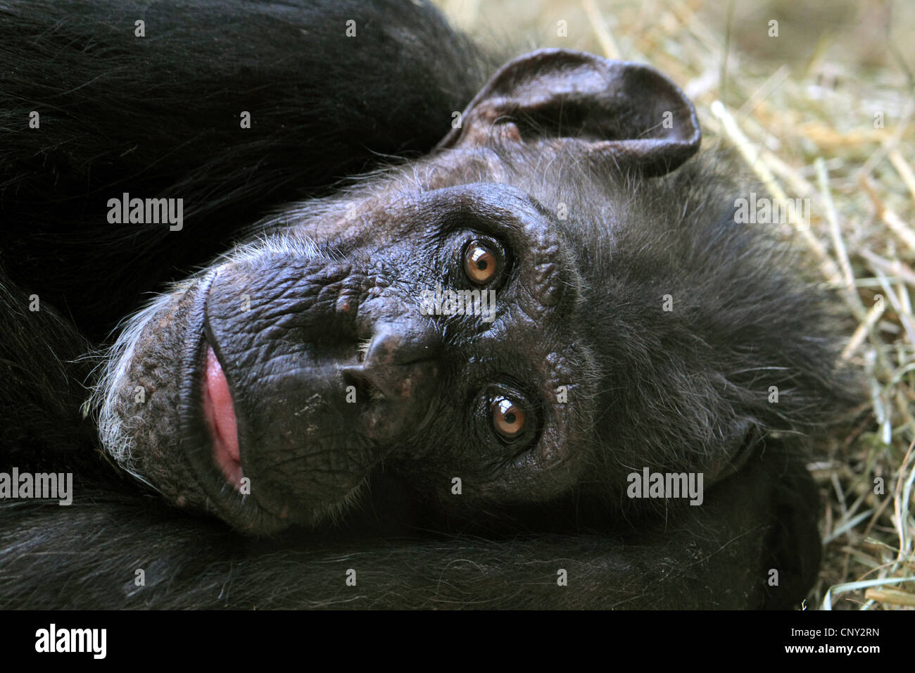 common chimpanzee (Pan troglodytes), lying in lateral position, portrait Stock Photo