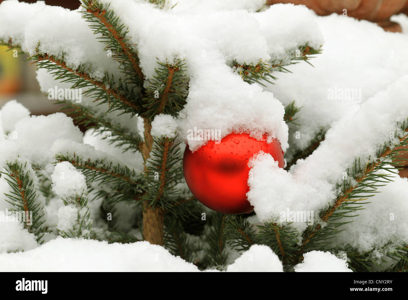 Christmas ball on a snowcovered Christmas tree Stock Photo