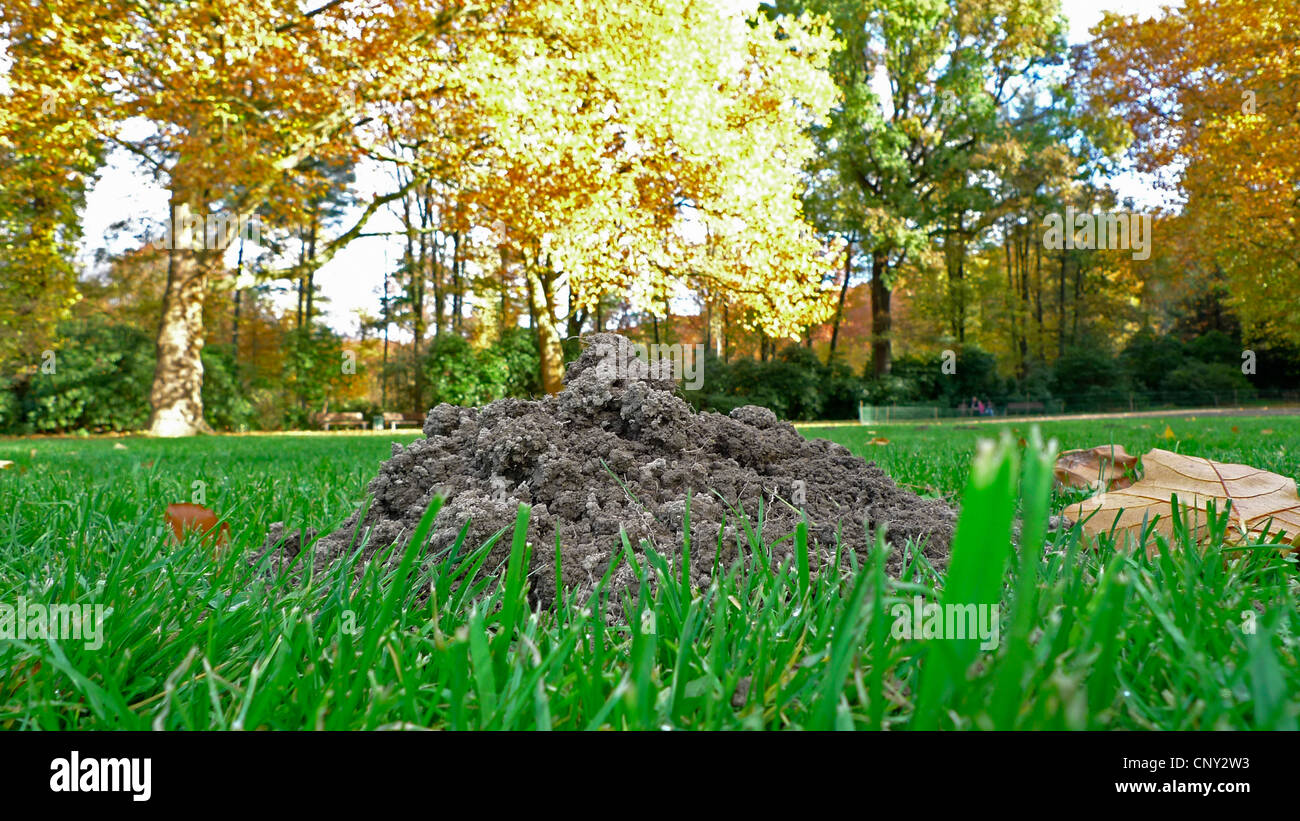 European mole (Talpa europaea), molehill in a park, Germany Stock Photo