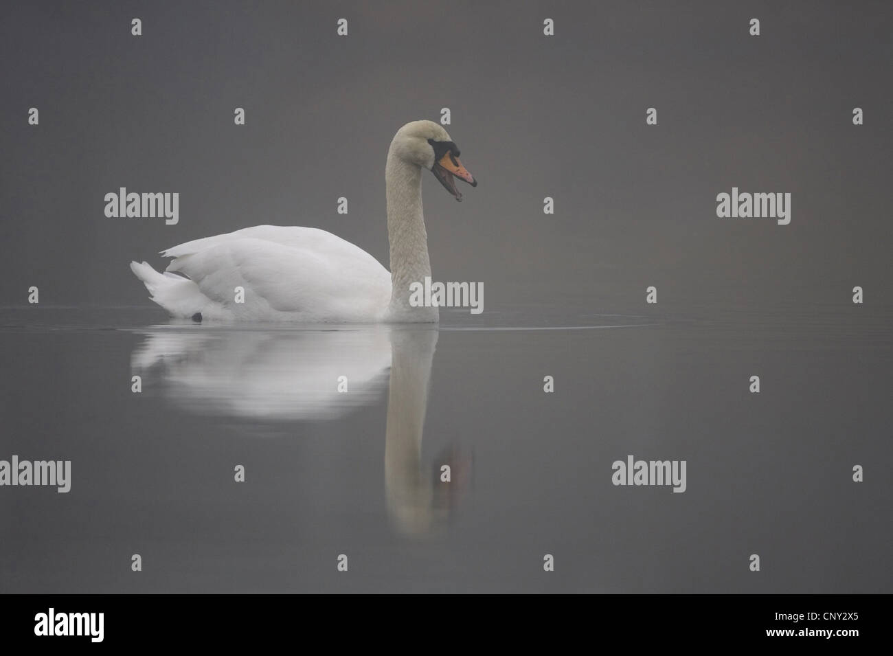 mute swan (Cygnus olor), on misty lochan at dawn, United Kingdom, Scotland, Cairngorms National Park Stock Photo