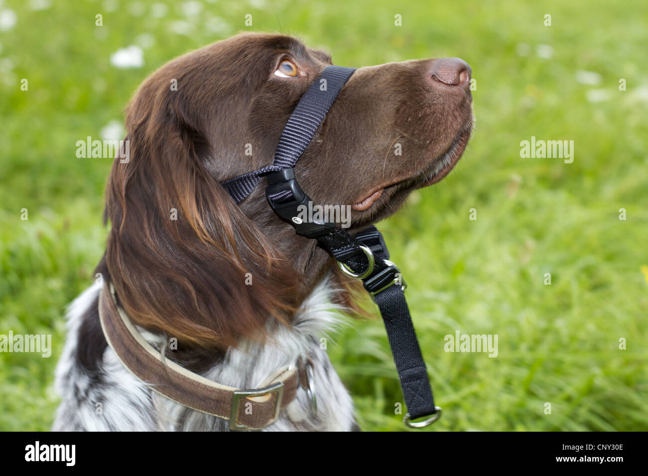 Dog wearing halti hi res stock photography and images Alamy