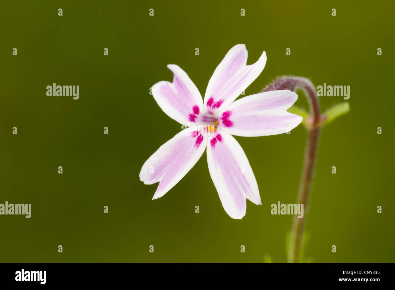 ground pink, moss pink, moss phlox, candy stripes (Phlox subulata), flower Stock Photo