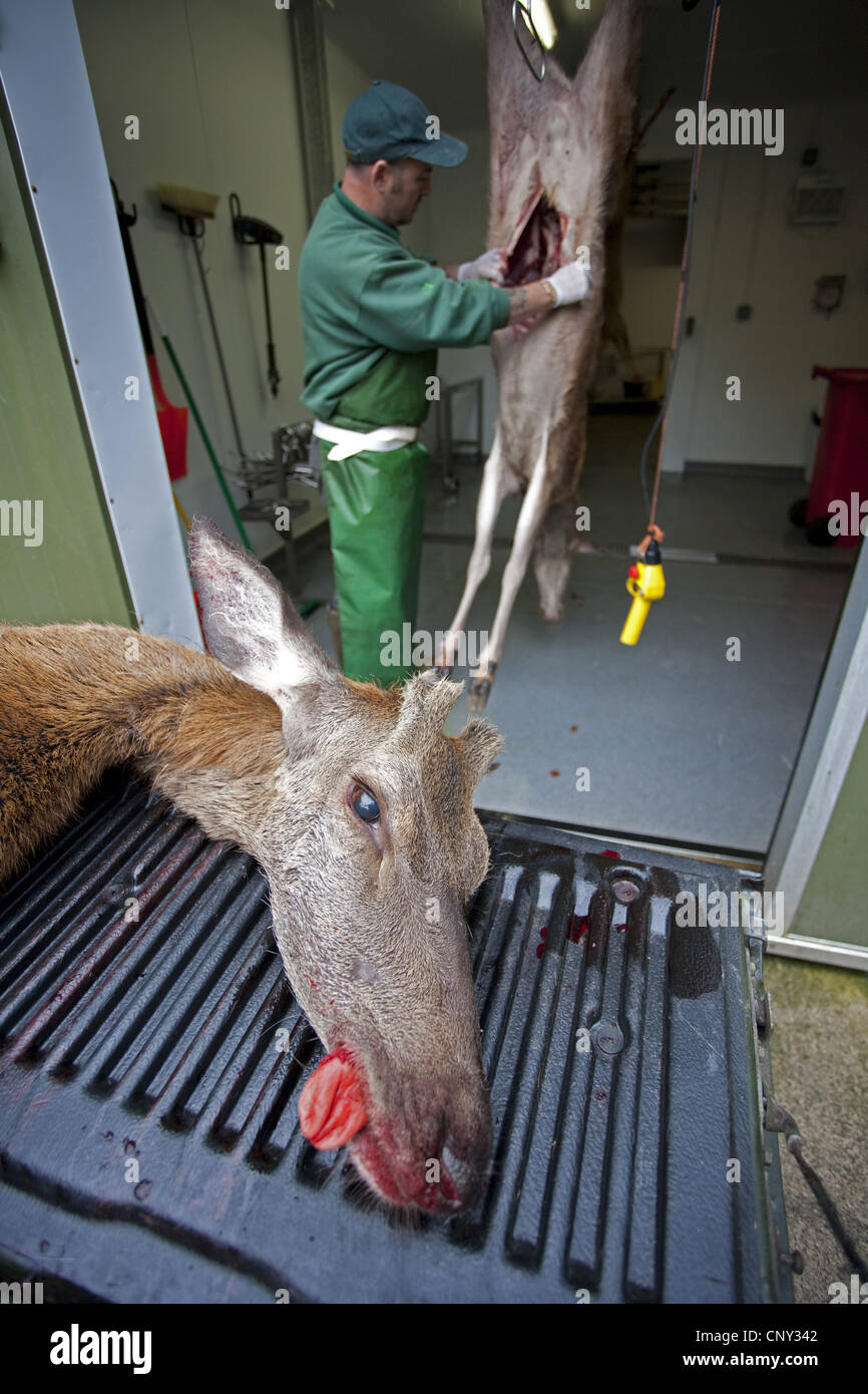 red deer (Cervus elaphus), deer stalker butchering and processing red deer hinds as part of controlled cull, United Kingdom, Scotland Stock Photo