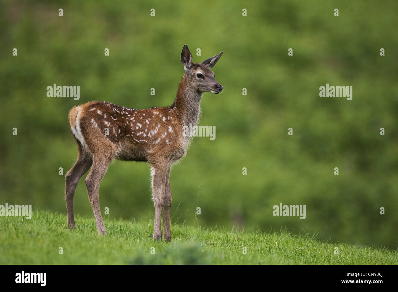 red deer (Cervus elaphus), Red deer fawn in field, United Kingdom, Scotland Stock Photo