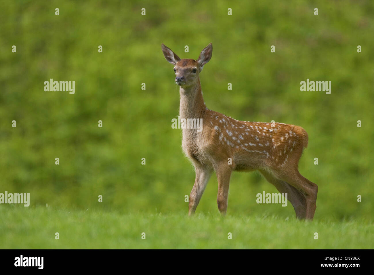 red deer (Cervus elaphus), Red deer fawn in field, United Kingdom, Scotland Stock Photo