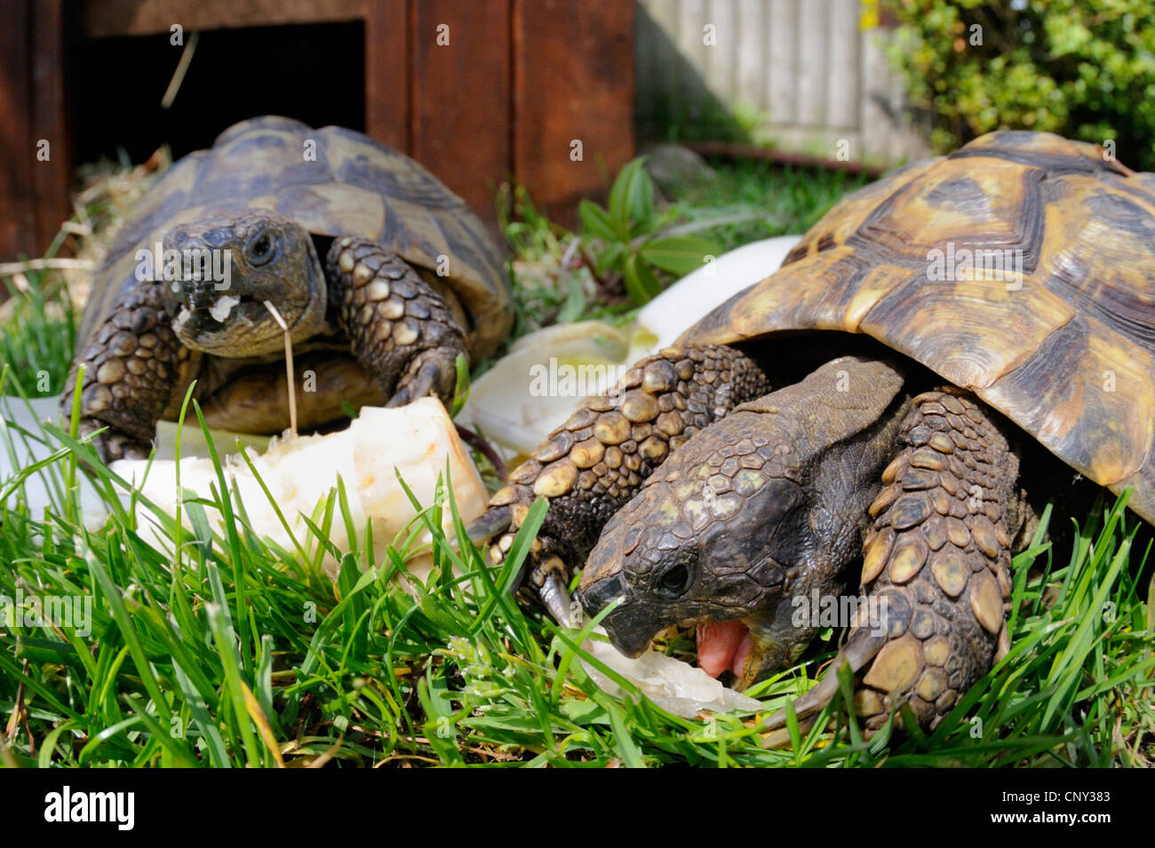 turtles feeding on saladleaves Stock Photo