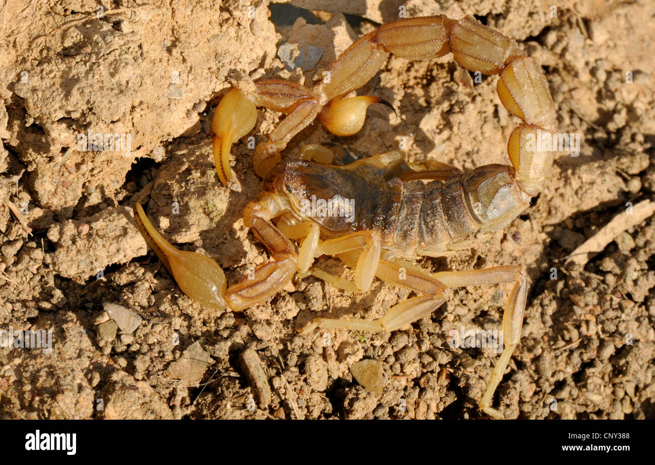threatening scorpion, Spain, Extremadura Stock Photo