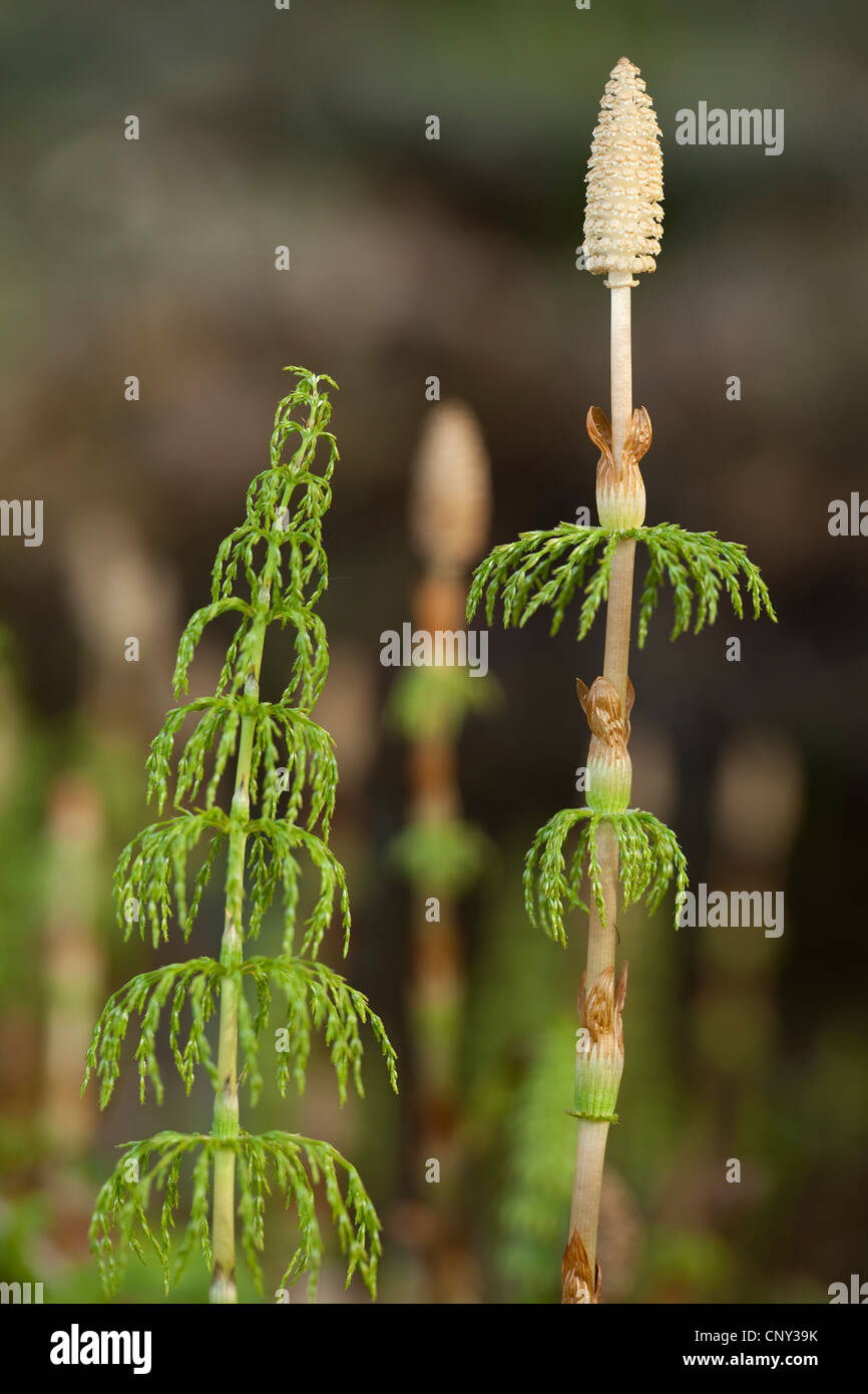 young plant horsetail on clearing in forest Stock Photo