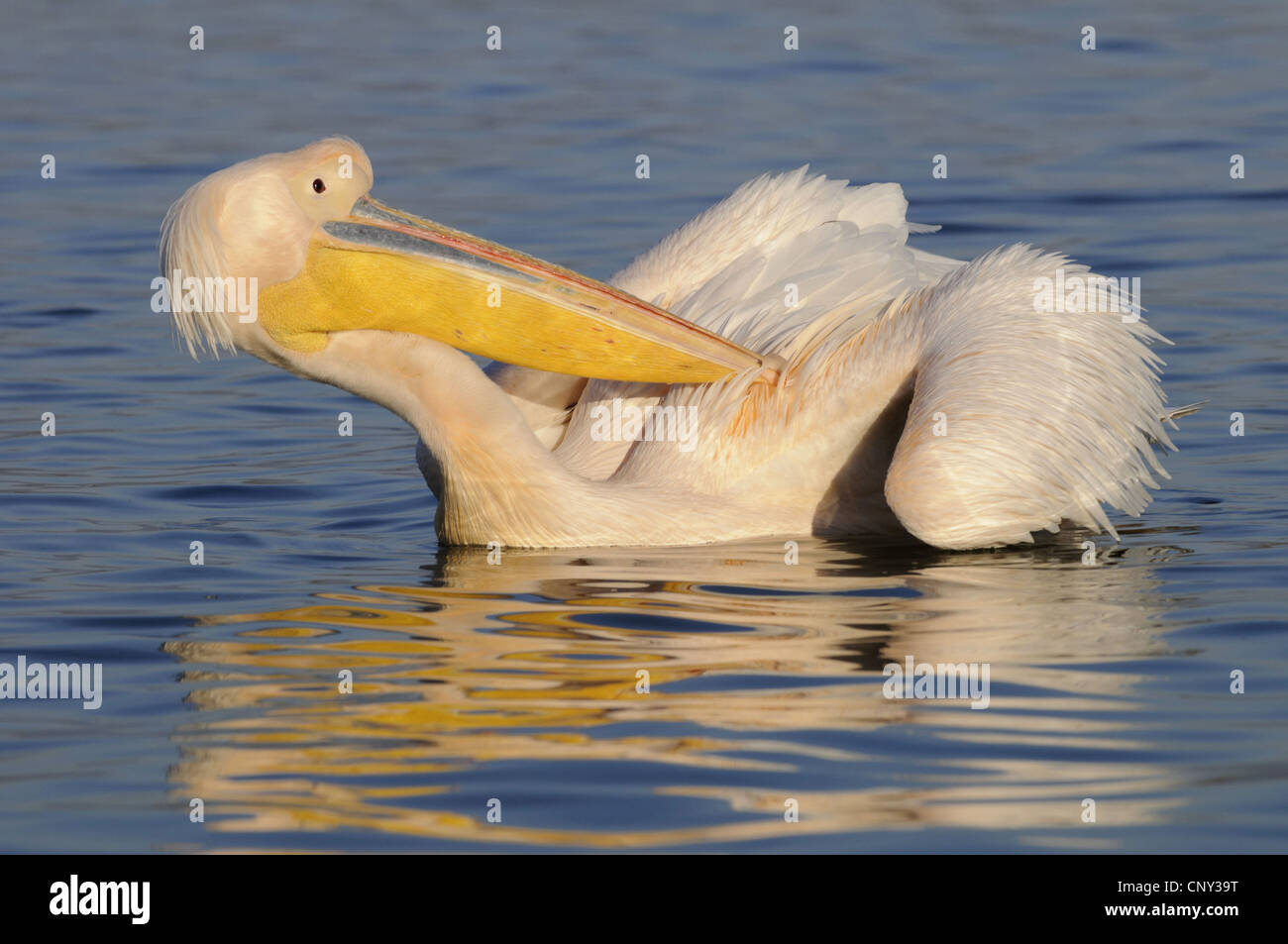 eastern white pelican (Pelecanus onocrotalus), swimming an preening, Greece, Macedonia, Kerkini Lake Stock Photo
