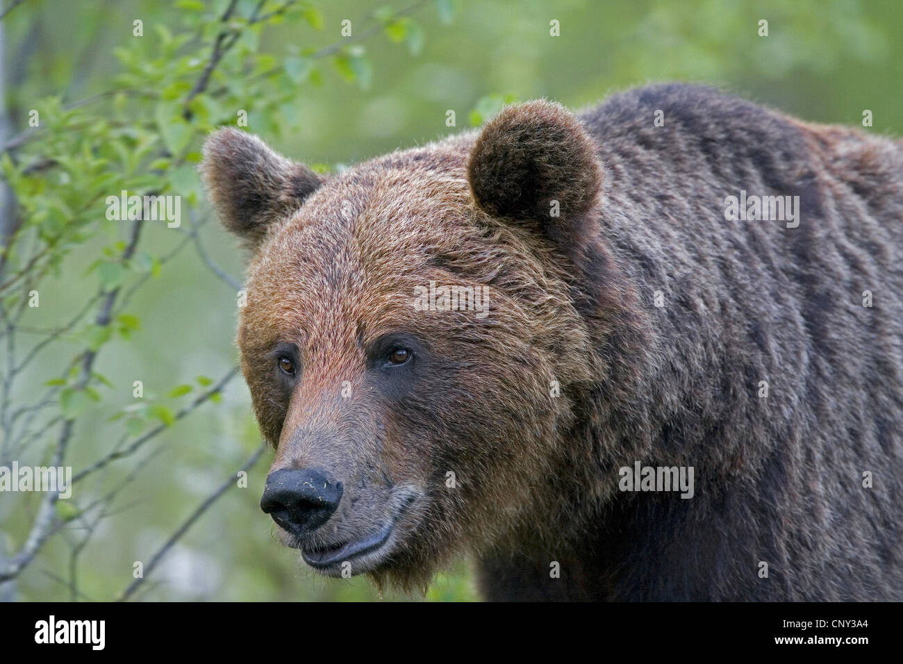 European brown bear (Ursus arctos arctos), bear in boreal forest ...