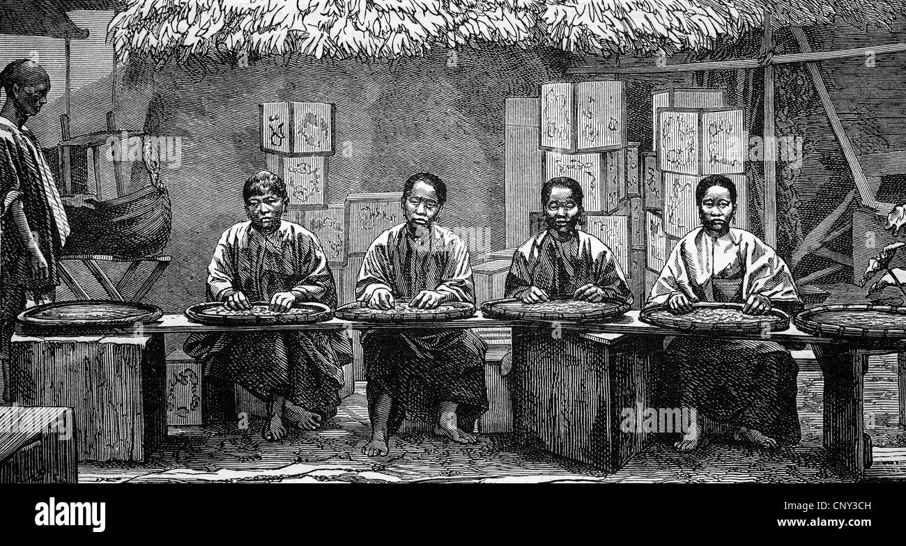 Tea sorters in China, historical illustration, wood engraving, circa 1888 Stock Photo