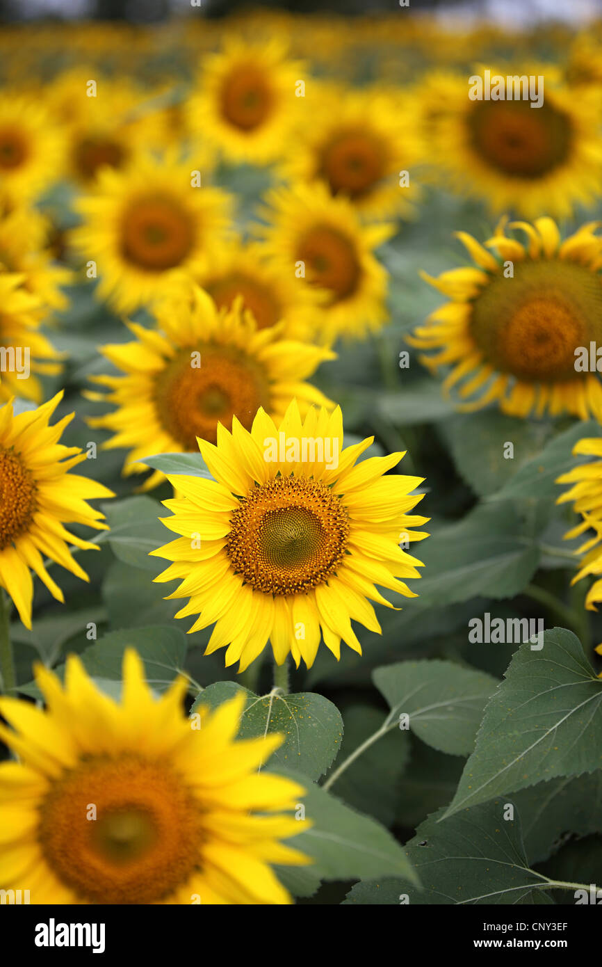 Sunflower field in South India Stock Photo Alamy